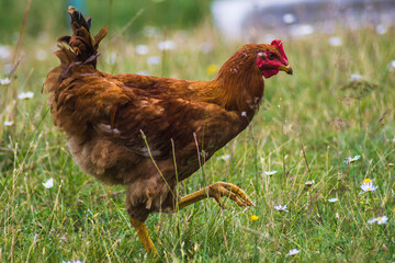 pretty brown hen walking and eating outdoors