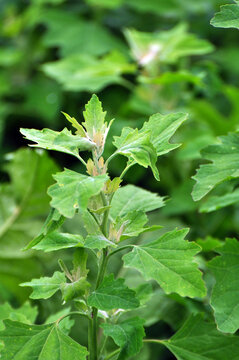 In nature, the grows orach (Chenopodium album)