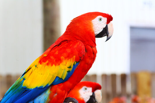 A nice parrot with beautiful colors