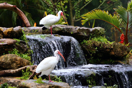 Beautiful herons in a little cascade