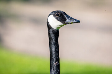 This is a silly goose indeed.