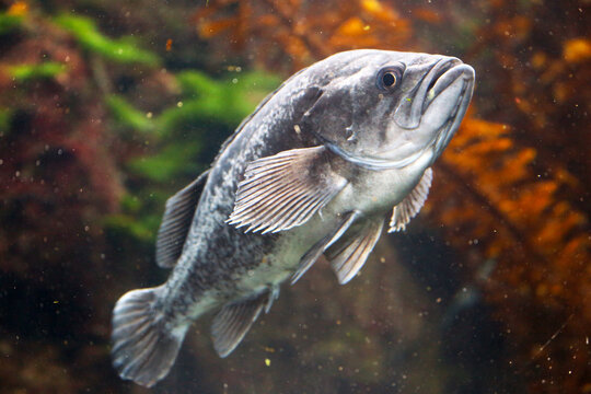 A very nice fish in the aquarium