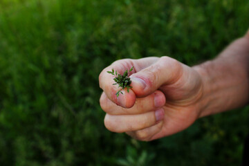 hand holding a green herb