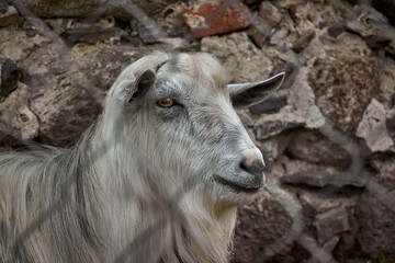 Fototapeta premium portrait of a goat