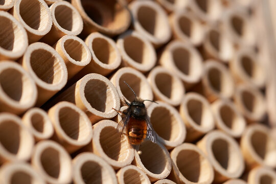 Osmia cornuta European orchard bee Osmia orange