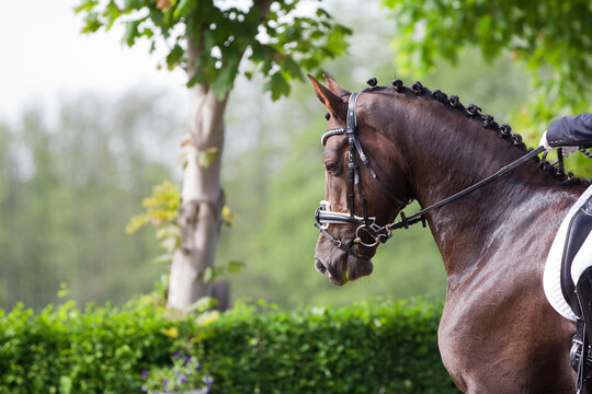Turnierreiten Pferdesport Dessur reiten sportlich, getrenst und eingeflochten f&uuml;r die Dressurpr&uuml;fung, braunes Pferd in sch&ouml;ner Anlehnung