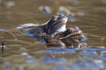 Water frog Pelophylax and Bufo Bufo in mountain lake with beautiful reflection of eyes Spring Mating