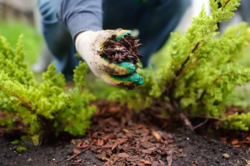 Photo sur Plexiglas Chocolat brun Paillage de jardinier avec des plantes de genévrier d& 39 écorce de pin dans la cour. Travaux saisonniers dans le jardin. Aménagement paysager.