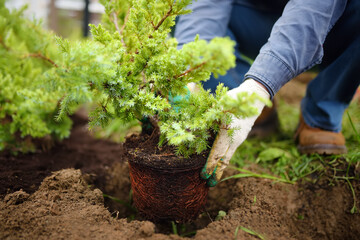 Man planting juniper plants in the yard. Seasonal works in the garden. Landscape design.