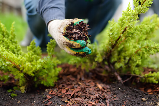 Gardener Mulching With Pine Bark Juniper Plants In The Yard. Seasonal Works In The Garden. Landscape Design.