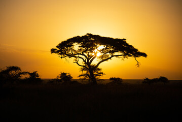 Fototapeta na wymiar Sunset in The Serengeti National Park. Tanzania, Africa