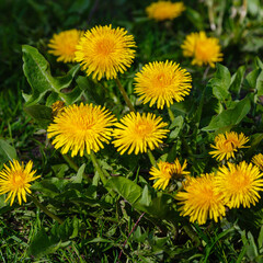 Fototapeta premium Yellow flower of Taraxacum officinale in springtime. Yellow dandelions are a symbol of spring. Natural background