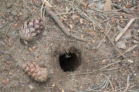A small black burrow in the gray forest soil, made by some wild animal, around can see sand, little stones, pieces of dry bark, needles of coniferous trees, small twigs and brown dried cones