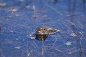 Water frog Pelophylax and Bufo Bufo in mountain lake with beautiful reflection of eyes Spring Mating