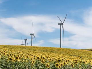 Molinos de viento sobre campo de girasoles