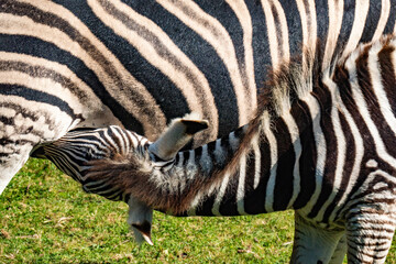 Zebra foal nursing from mother