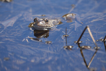 Water frog Pelophylax and Bufo Bufo in mountain lake with beautiful reflection of eyes Spring Mating