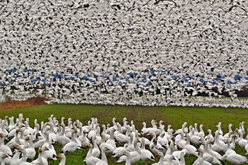 Snow geese on Fir Island in Skagit County, Washington a known migrating place.  This flock is literally thousands, some being on the ground and more being like a wall of motion