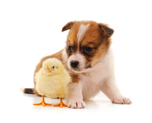 Puppy and chicken.