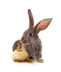 Obraz premium One little duckling and rabbit.