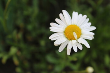 flora chamomile flower with small white petals and a bright yellow center close up with a place to...