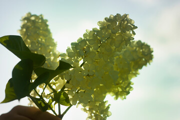 Human hand holding bouquet of blooming beautiful white lilac flowers outdoors on blue sky background.