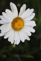 flora flower chamomile flower with many small white petals and a yellow or orange middle close up...