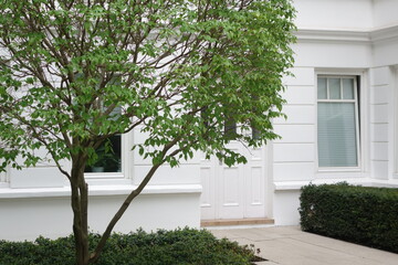 Erdgeschosswohnung mit Baum vorm Fenster