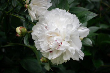 Big white blooming peony flower. 