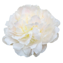 Beautiful peony flower isolated on white background. Flower arrangement and floral design