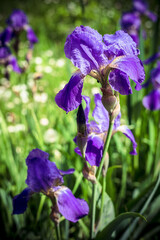 iris in the garden