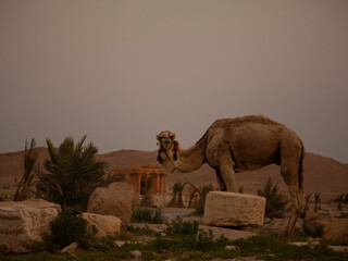 A dromedary camel in front of the ancient ruins of Palmyra, Syria at sunrise