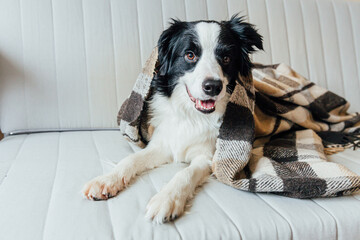 Funny puppy dog border collie lying on couch under plaid indoors. Lovely member of family little...