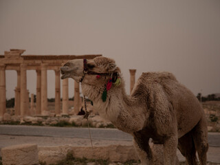 A camel in front of the ancient ruins of Palmyra, Syria