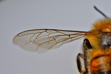 Bee wing