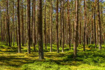 Wald mit grünem Waldboden