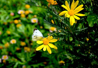 butterfly on yellow flower