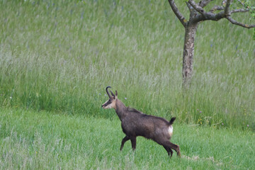 Chamois Rupicapra rupicapra goat antelope switzerland Jura Aargau
