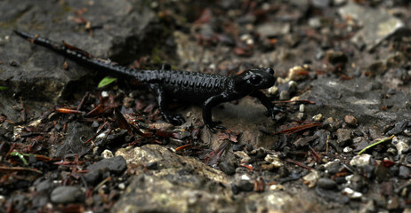 Alpensalamander