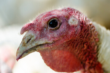 White Turkey Bird Head Portrait