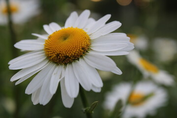 Obraz premium flora is a white Daisy with many small petals close up with a blurred background and a yellow center