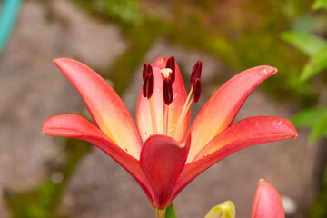 pink and yellow lily