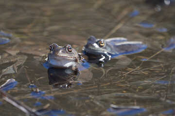 Water frog Pelophylax and Bufo Bufo in mountain lake with beautiful reflection of eyes Spring Mating