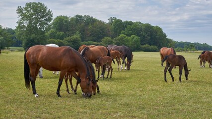 Obraz premium Herd of horses. Mares and foals