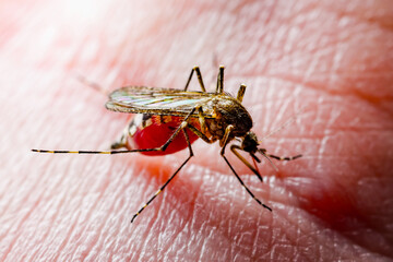 Dangerous Malaria Infected Culex Mosquito Bite, Leishmaniasis, Encephalitis, Yellow Fever, Dengue, Mayaro Disease, Zika, EEEV or EEE Virus Infectious Parasite Insect Macro