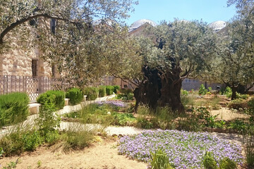 The Garden of Gethsemane in holy Jerusalem