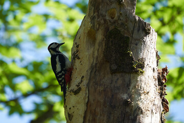 Great spotted woodpecker Dendrocopos major Switzerland infront of his home tree whole