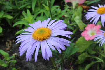 flora plants blue flower with small narrow many petals with a yellow orange middle close up with a...