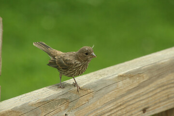 Female House Finch on a Fence