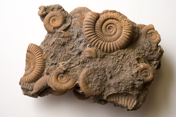group of ammonites and trilobites. fossils from the Jurassic period
